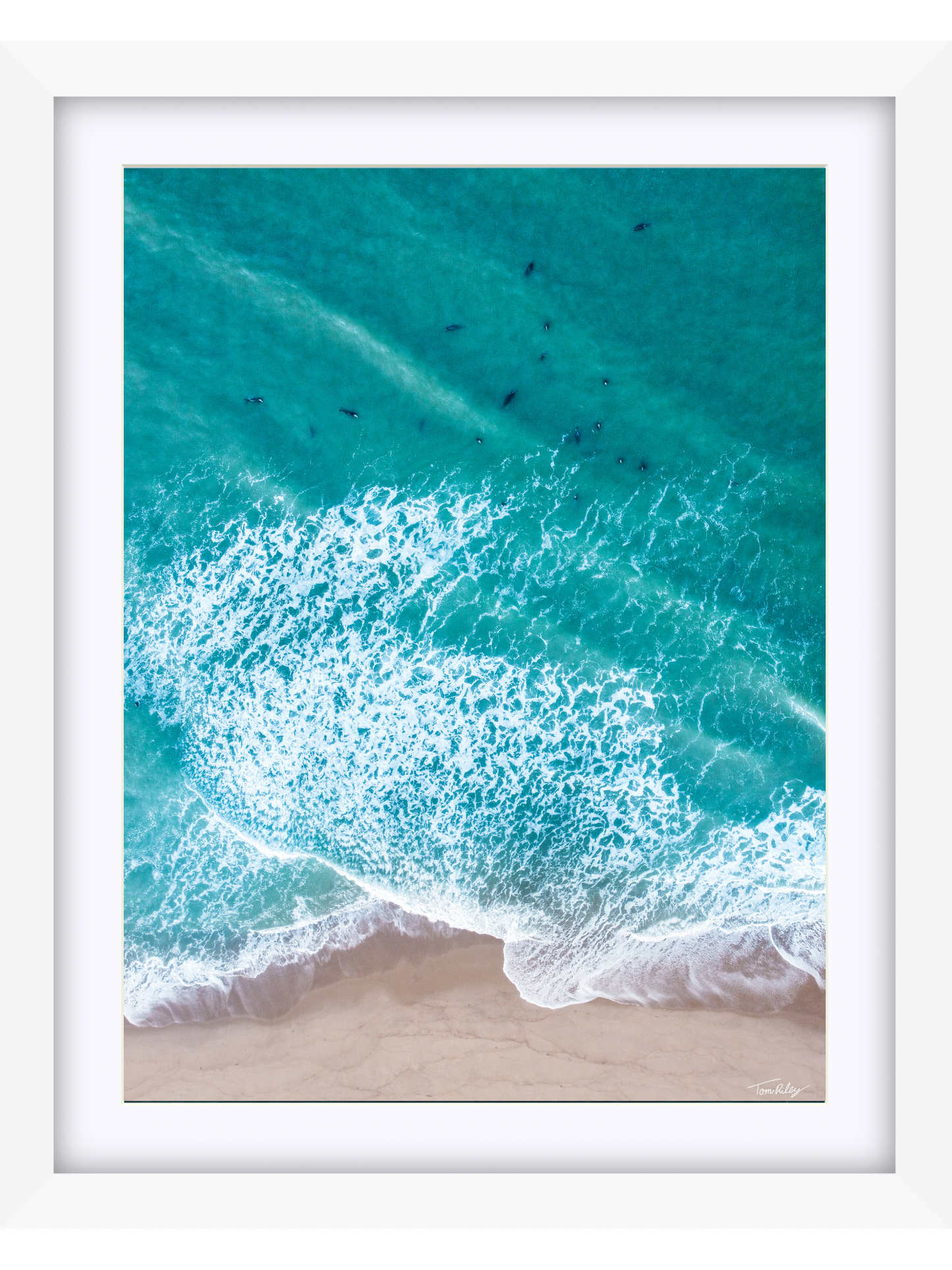 Summer Seals on Cape Cod