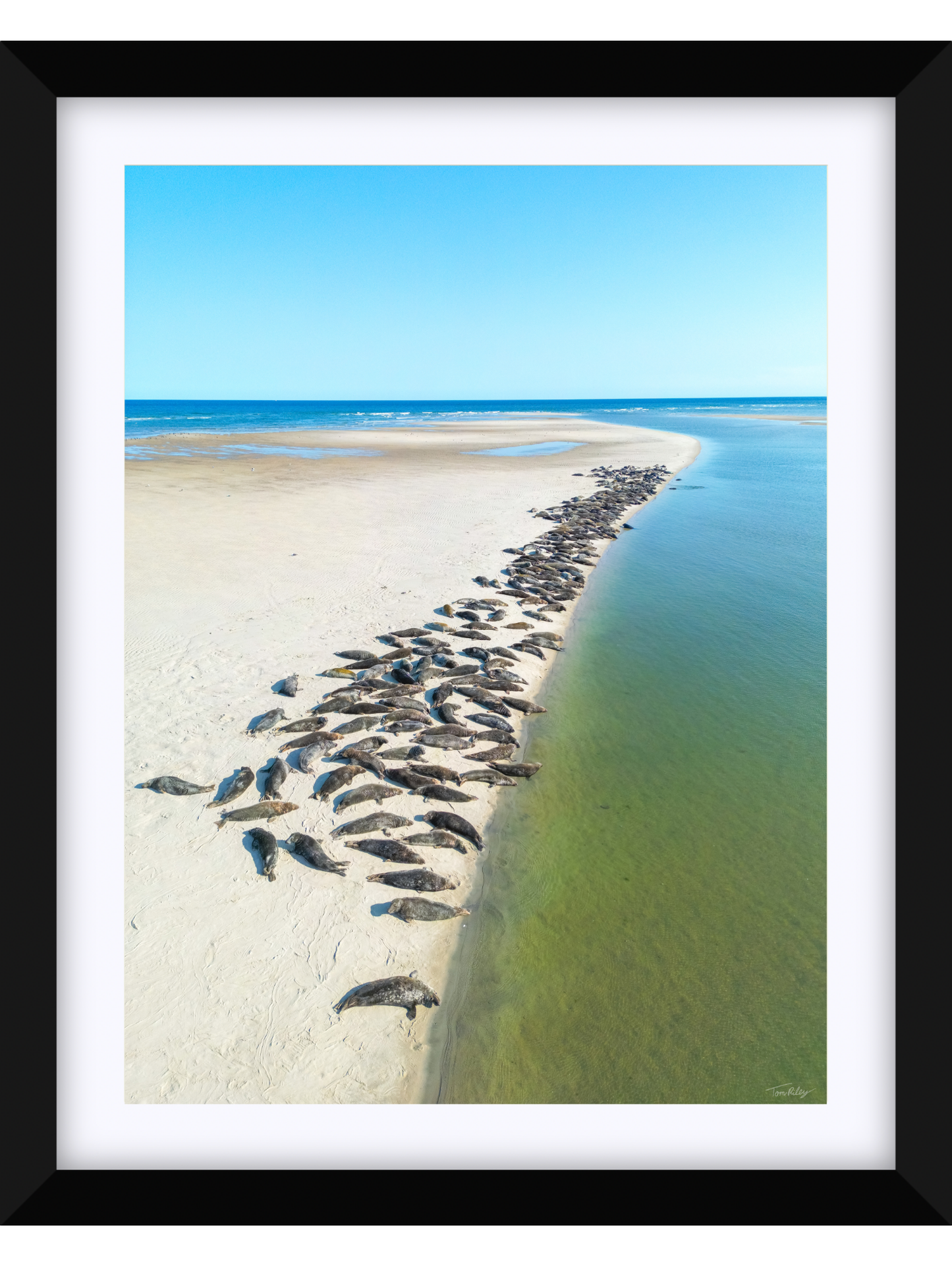 Sandbar Seals