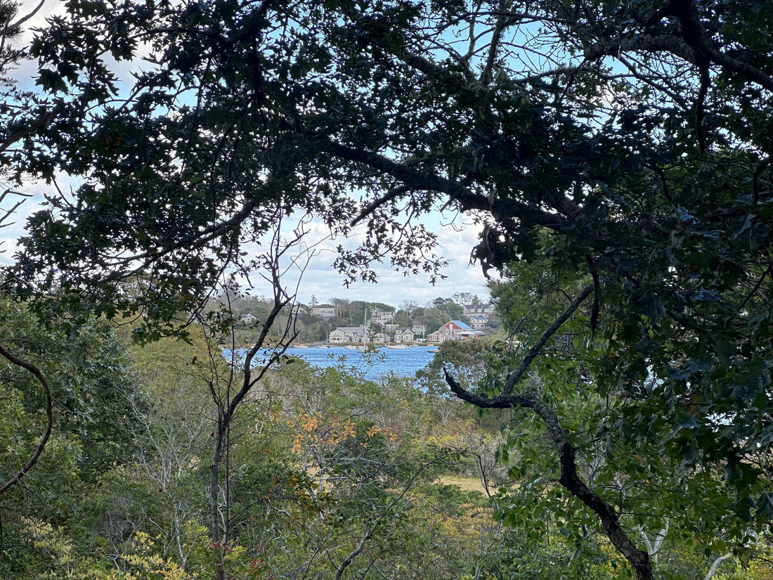 Mill Pond Overlook Trail