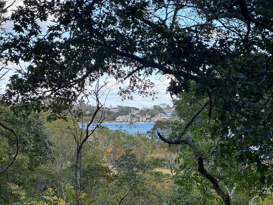 Mill Pond Overlook Trail