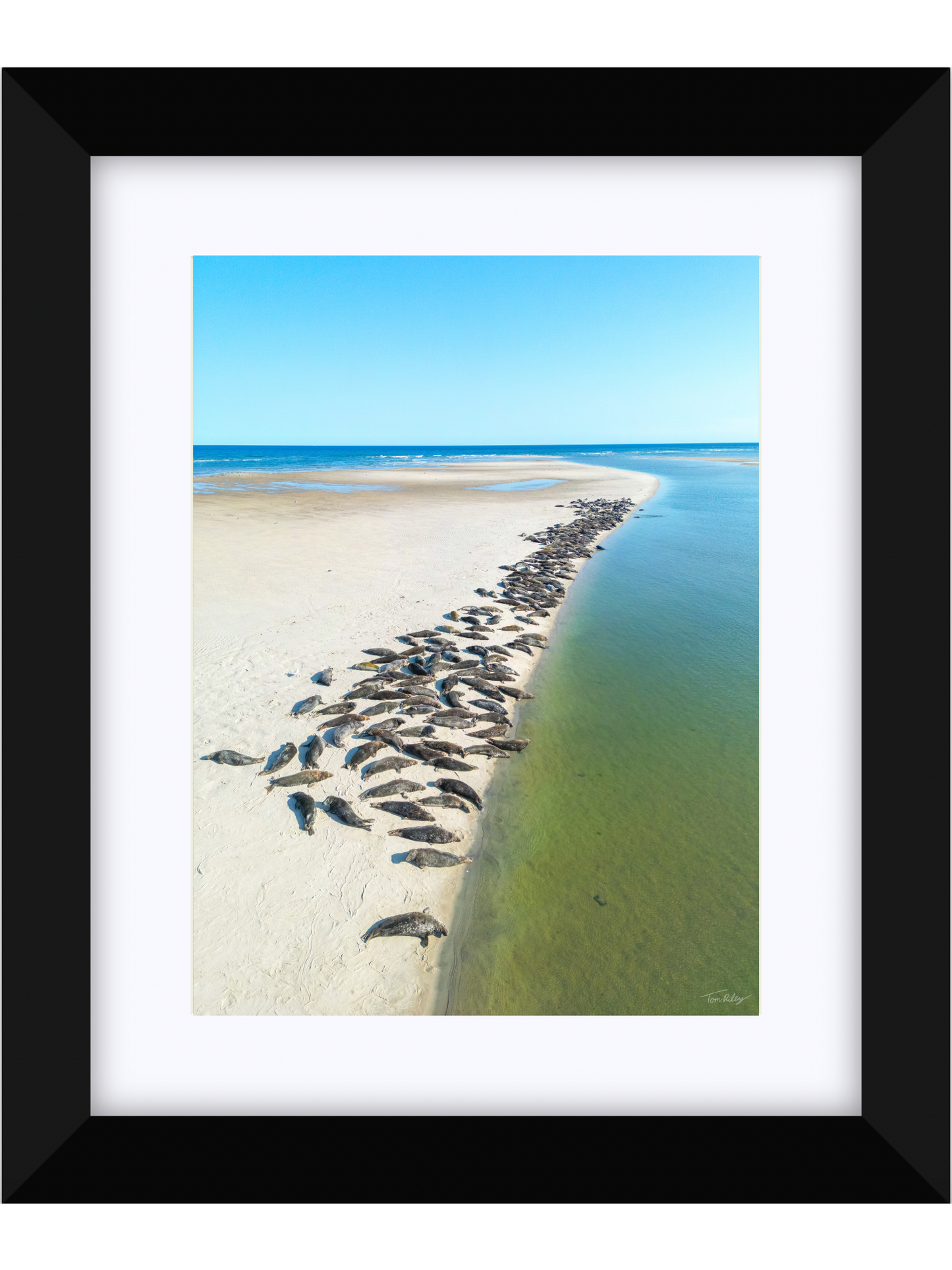 Sandbar Seals in Chatham