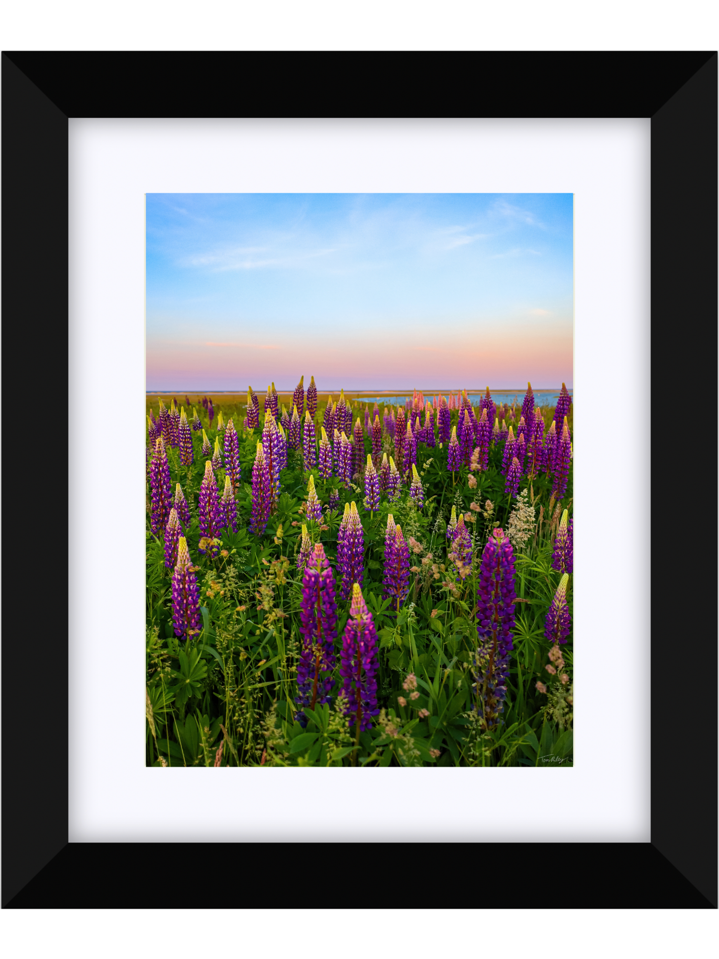 Fort Hill Lupines