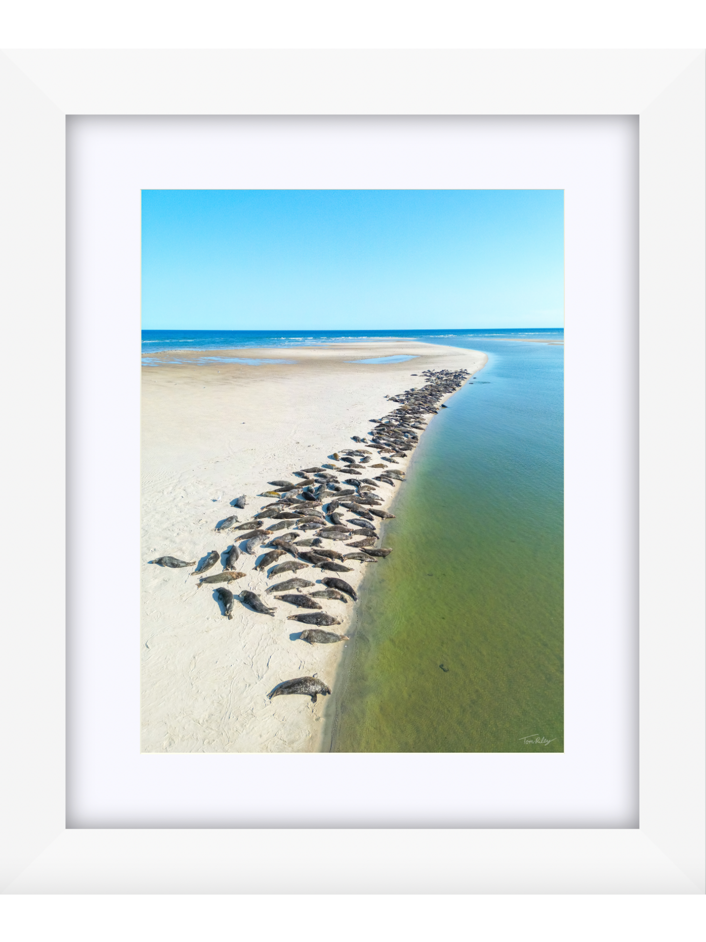 Sandbar Seals in Chatham