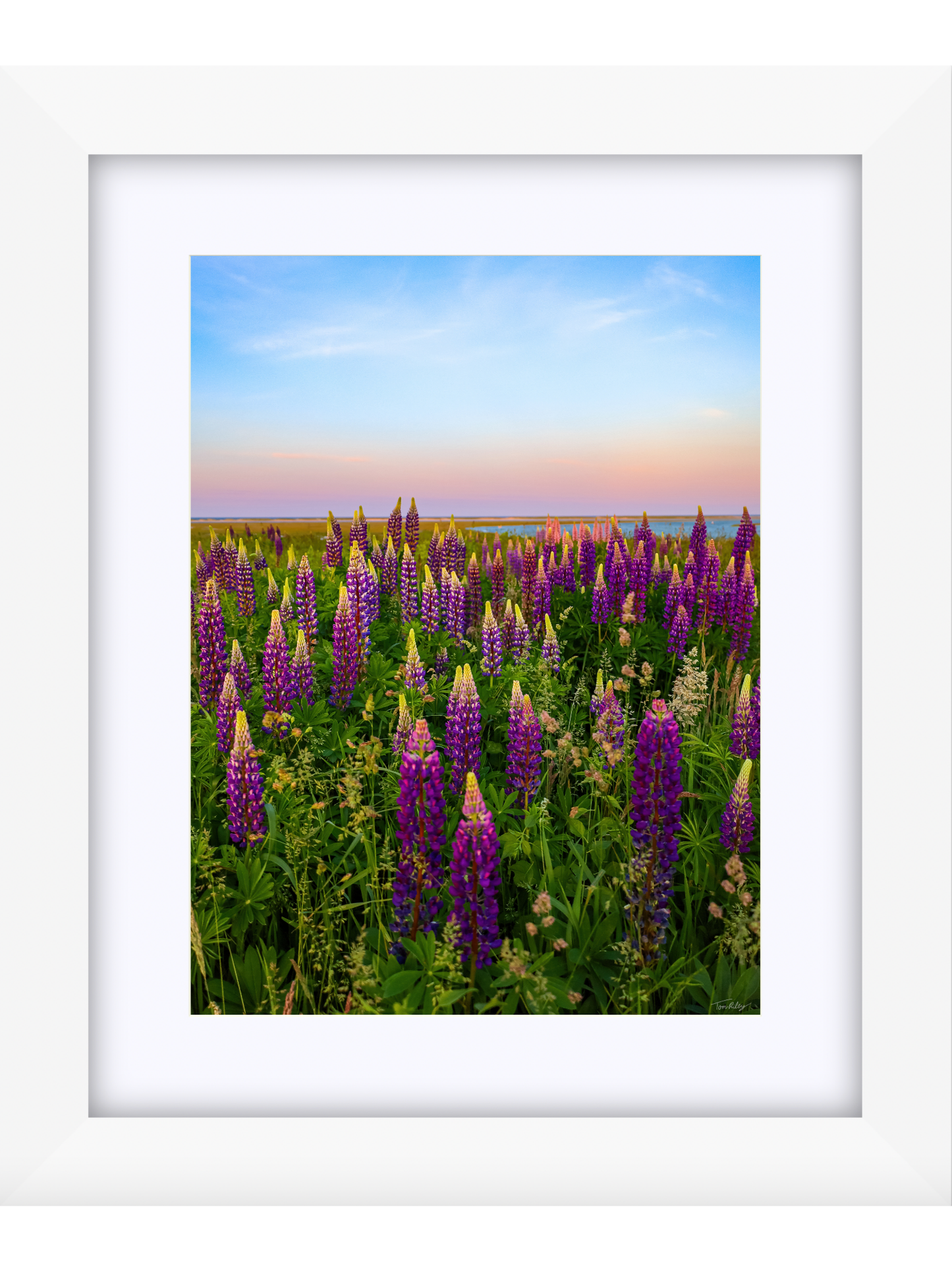 Fort Hill Lupines