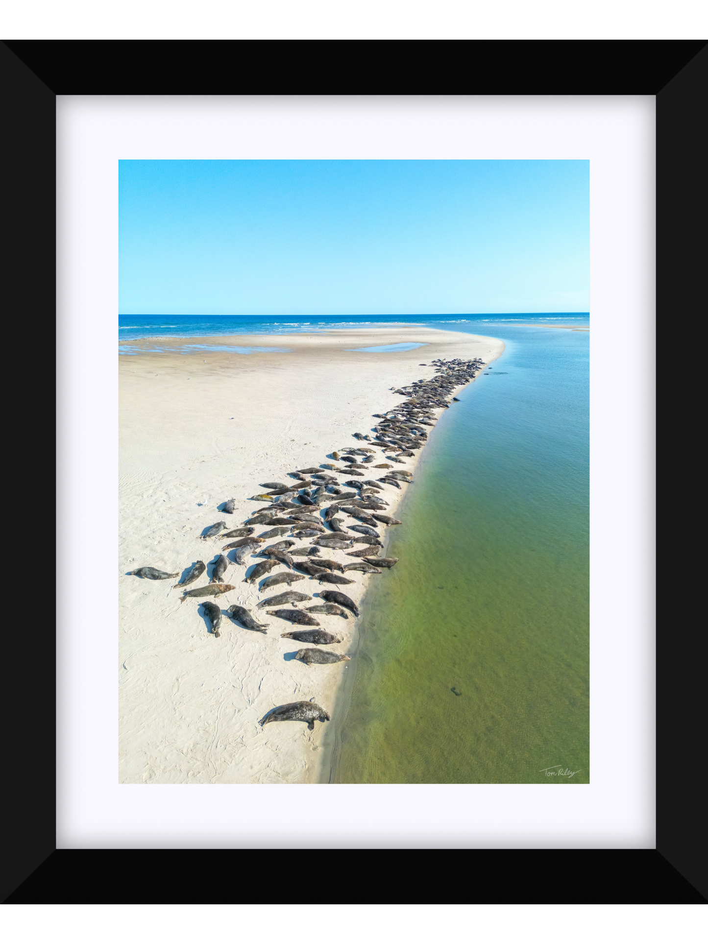 Sandbar Seals in Chatham