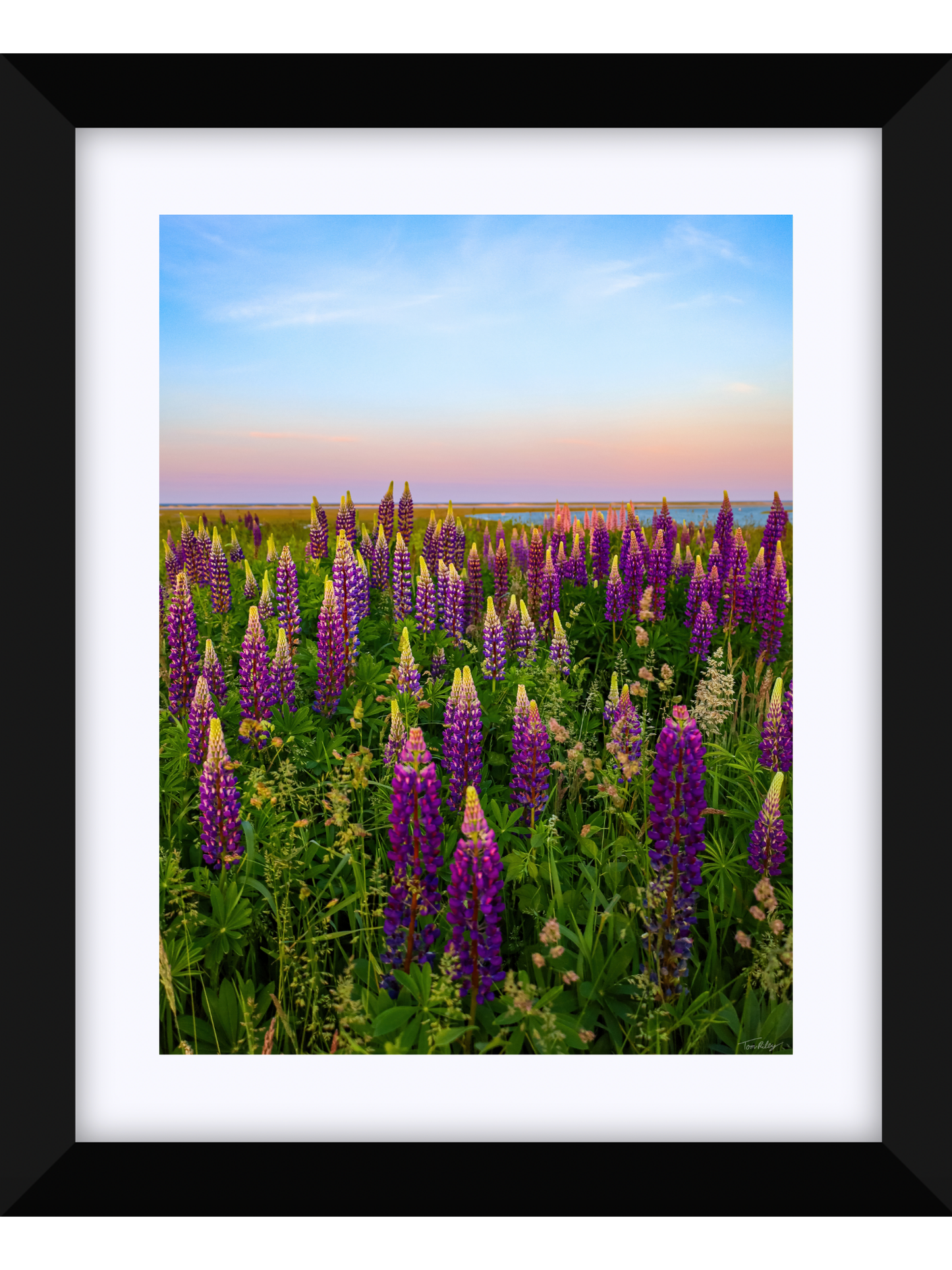 Fort Hill Lupines