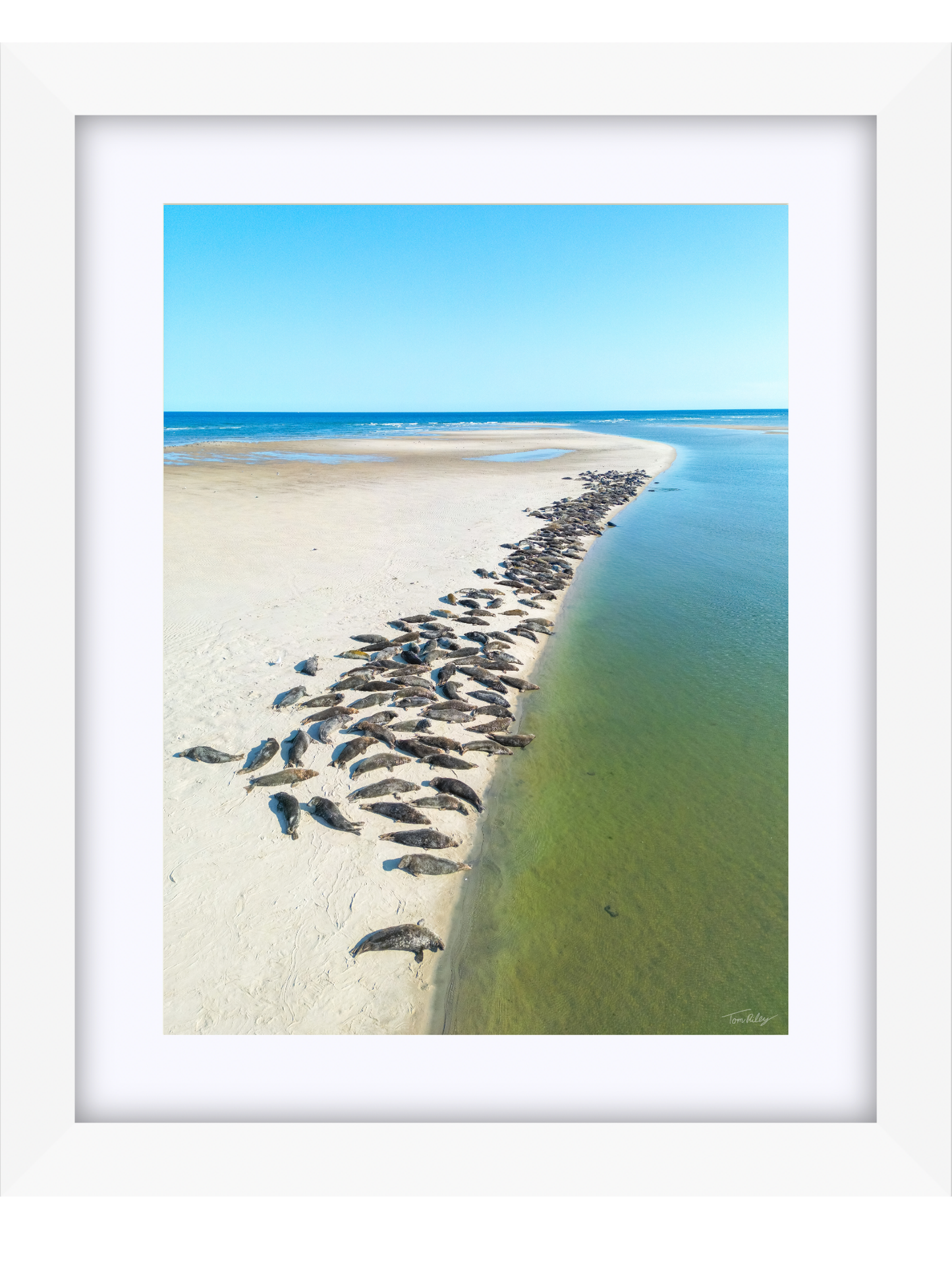 Sandbar Seals in Chatham