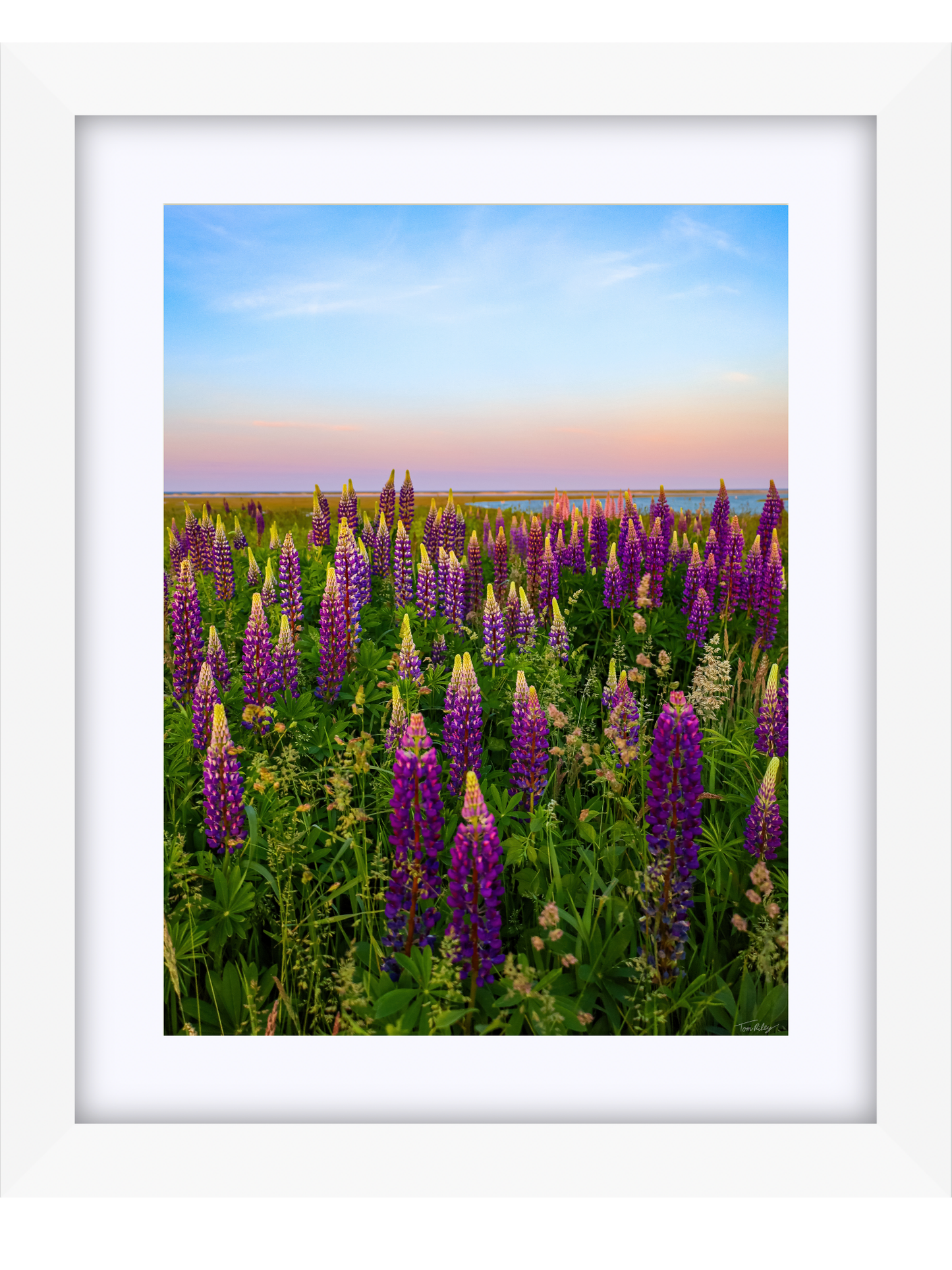 Fort Hill Lupines