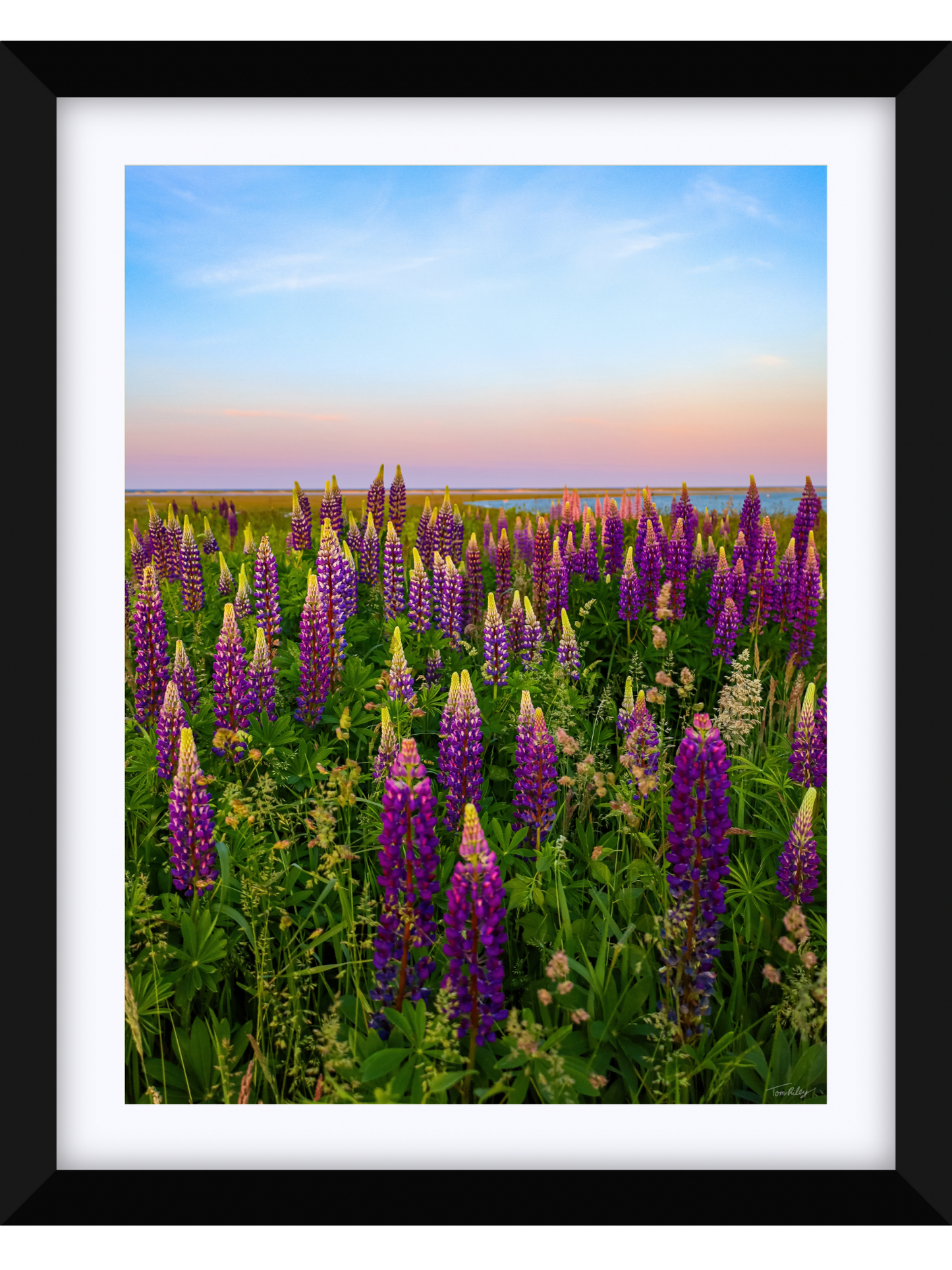 Fort Hill Lupines