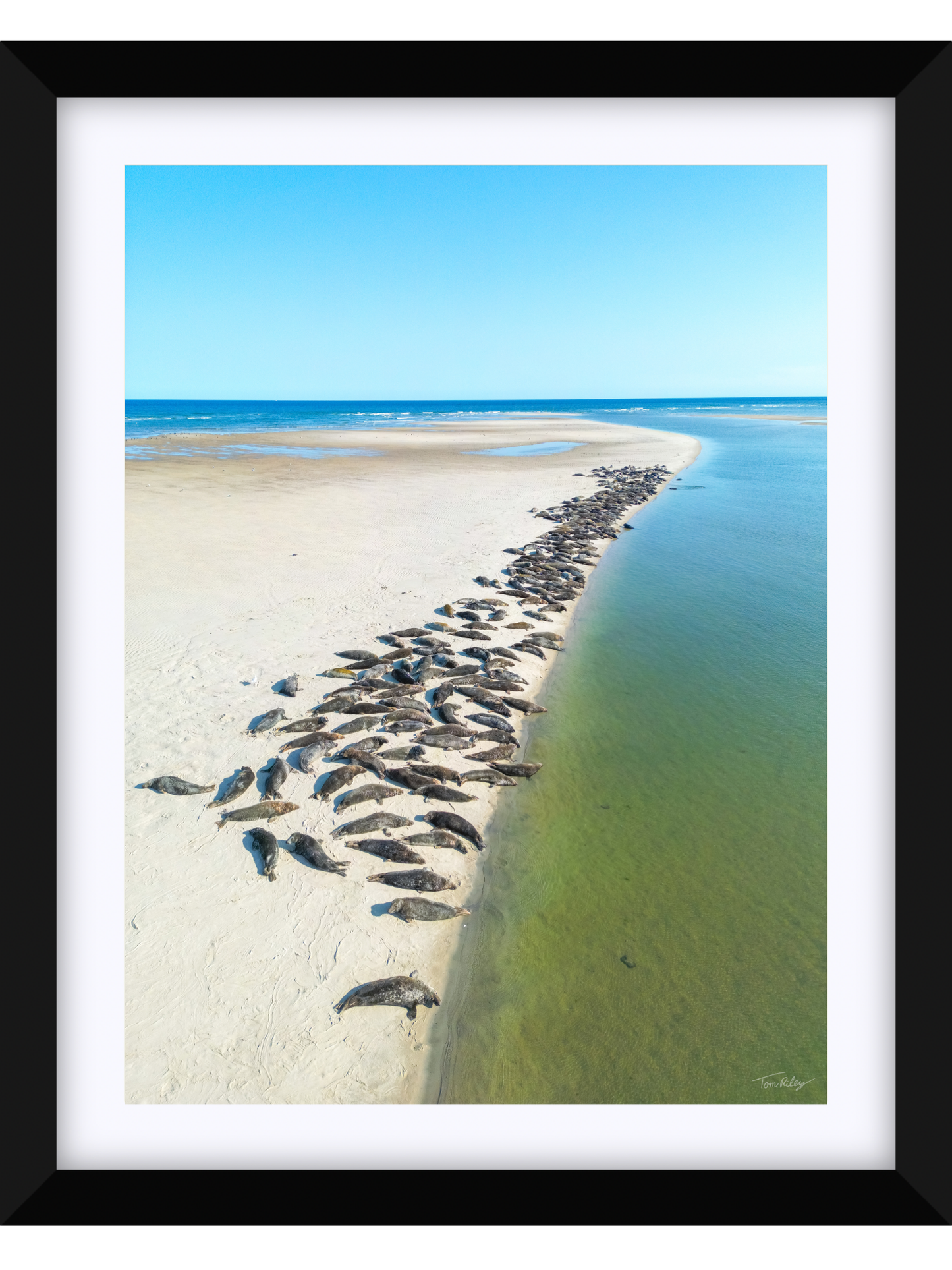 Sandbar Seals in Chatham