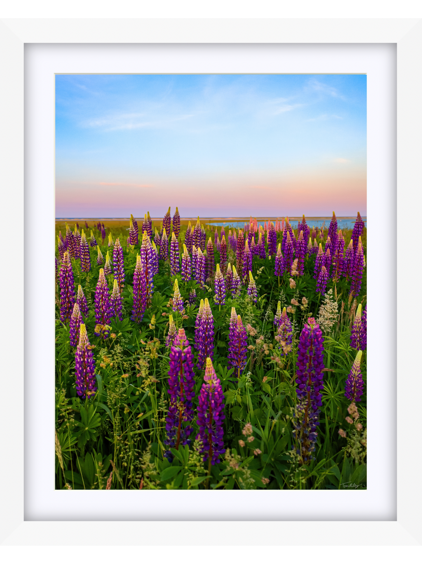 Fort Hill Lupines
