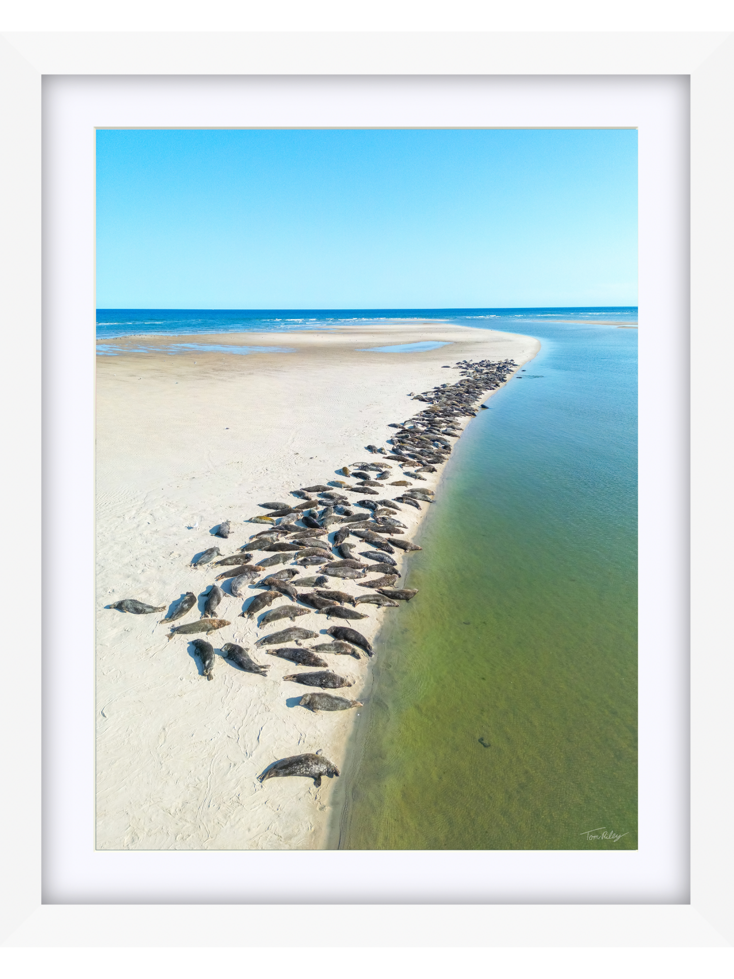 Sandbar Seals in Chatham