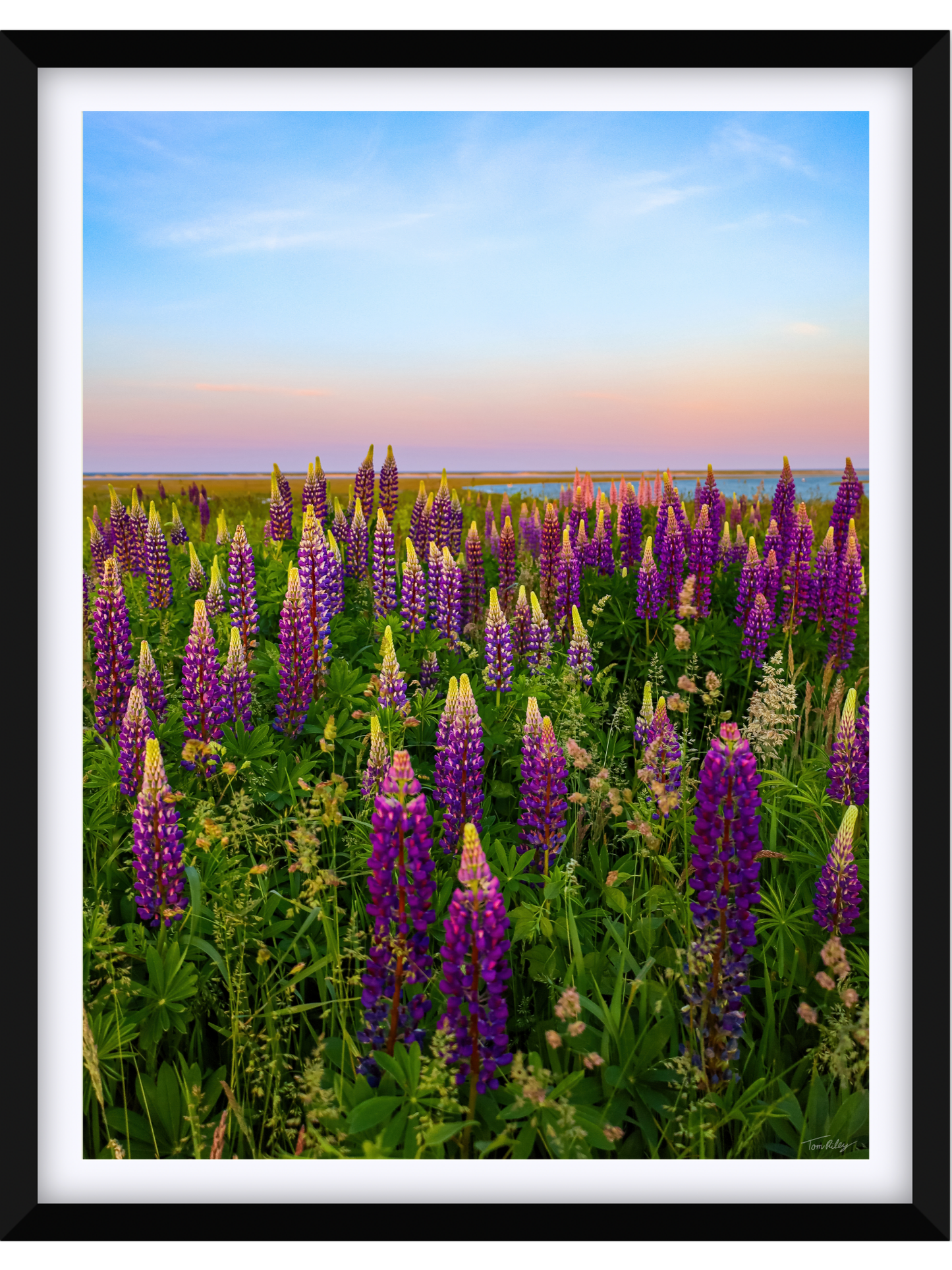 Fort Hill Lupines