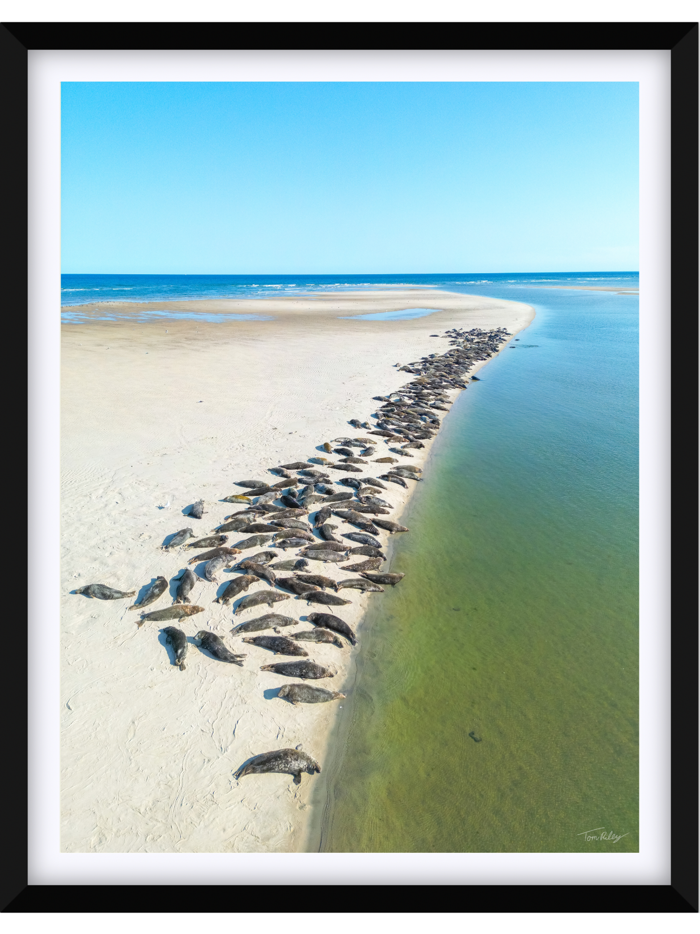 Sandbar Seals in Chatham