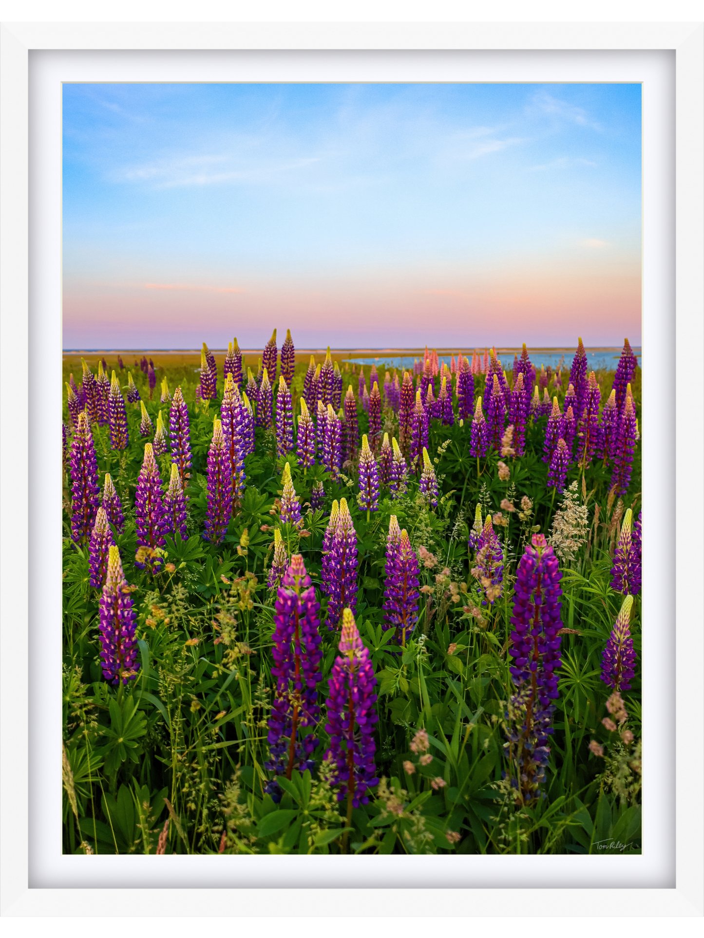 Fort Hill Lupines
