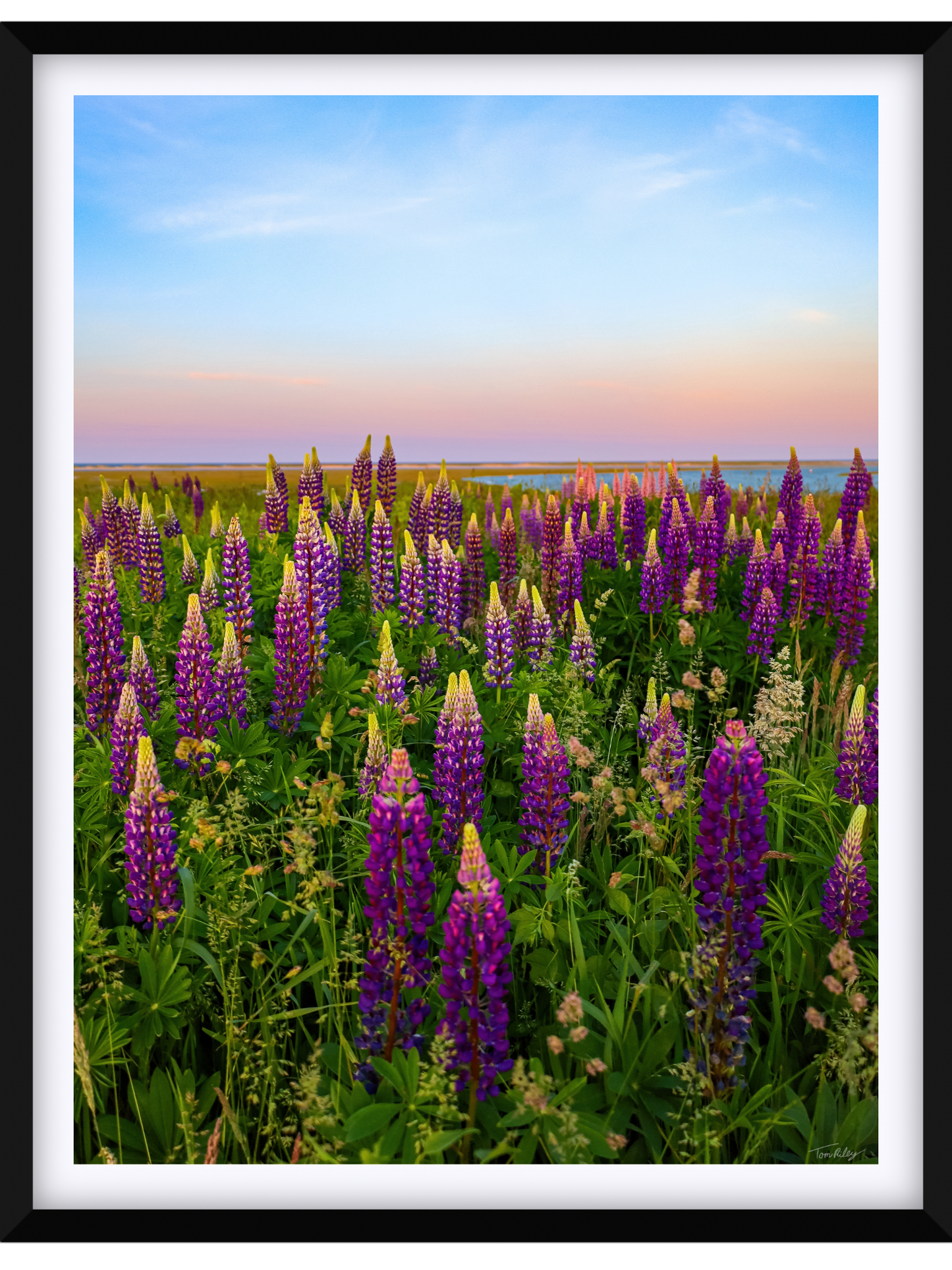 Fort Hill Lupines