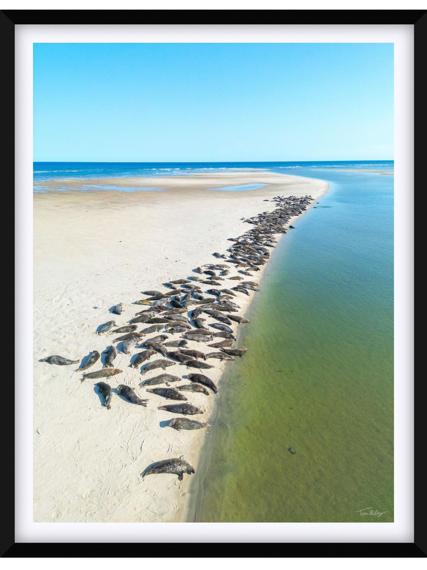 Sandbar Seals in Chatham