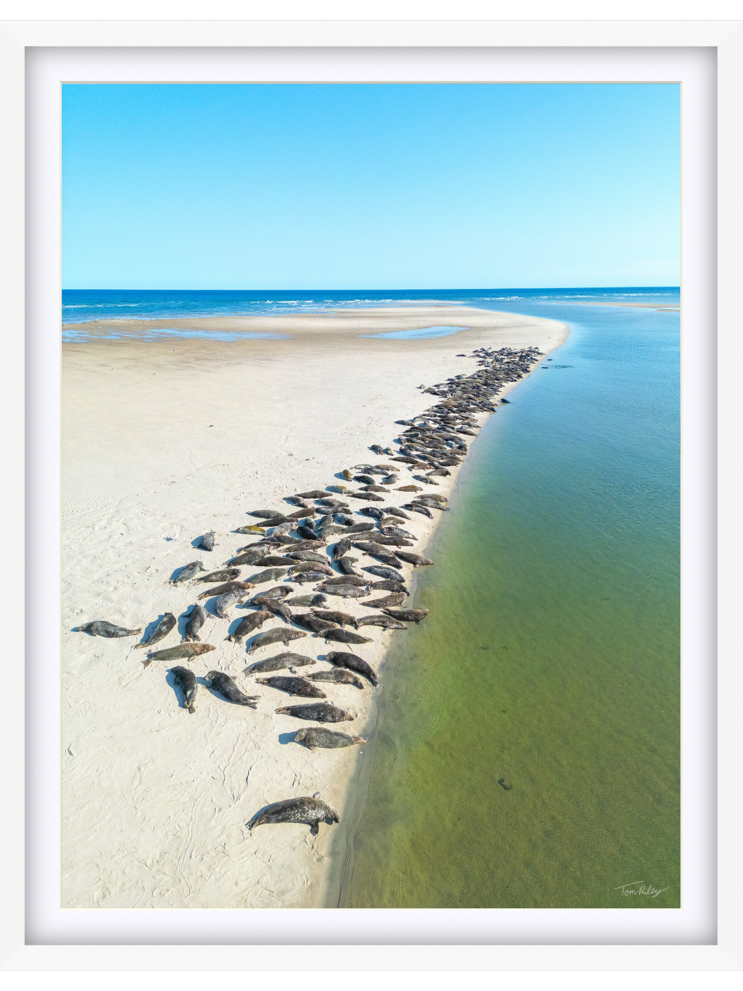 Sandbar Seals in Chatham