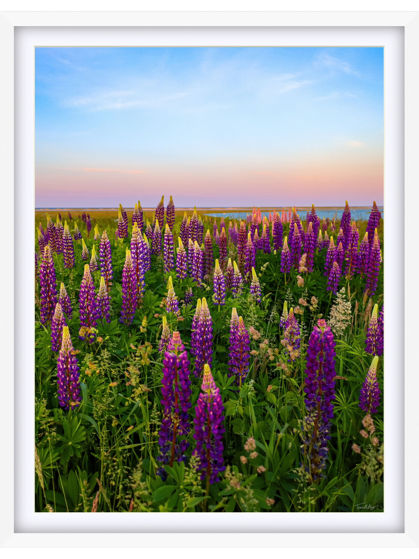 Fort Hill Lupines