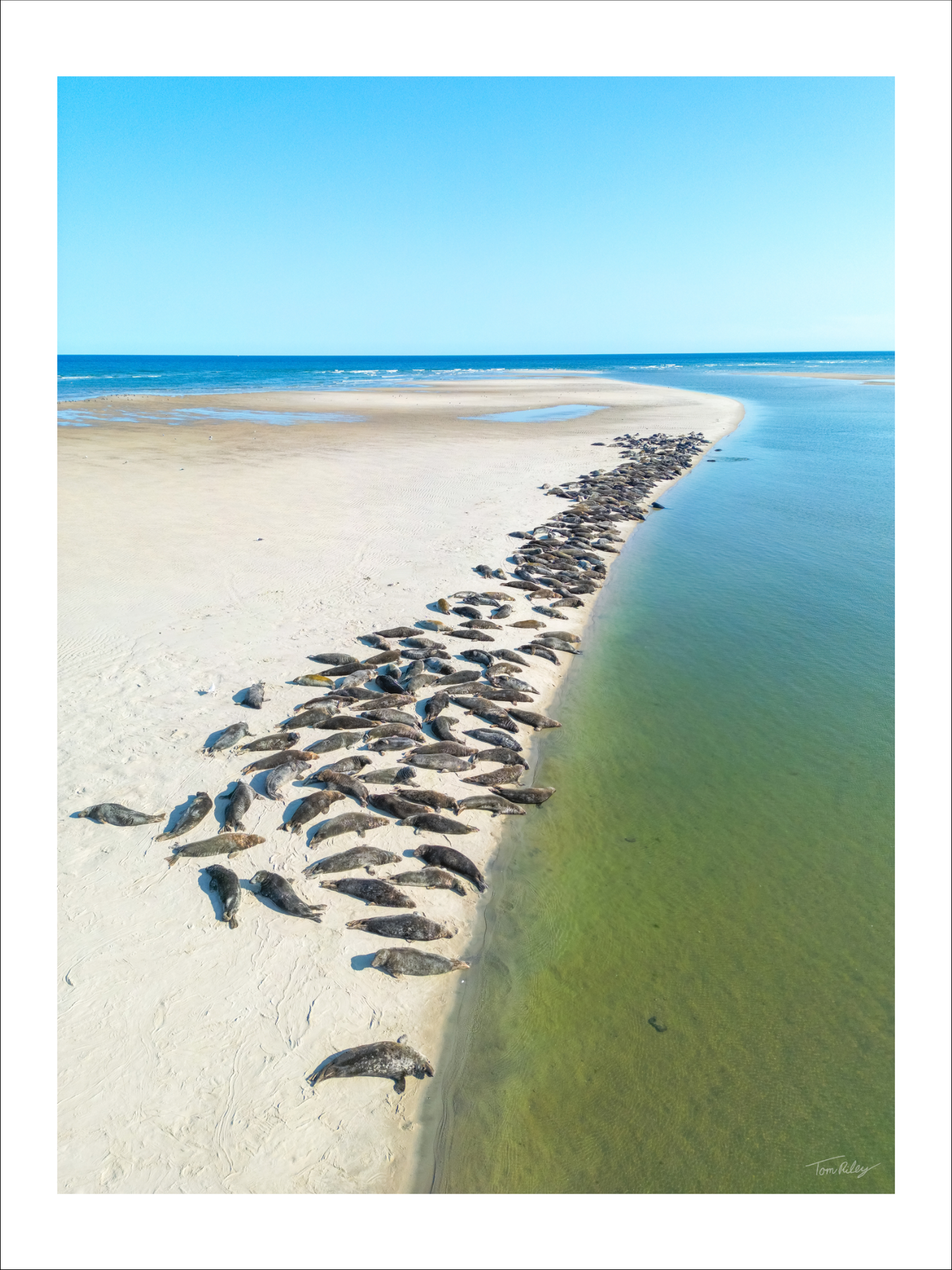 Sandbar Seals in Chatham