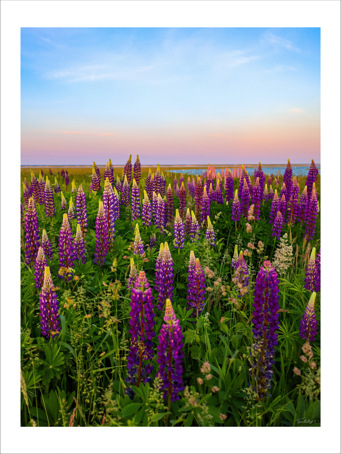 Fort Hill Lupines