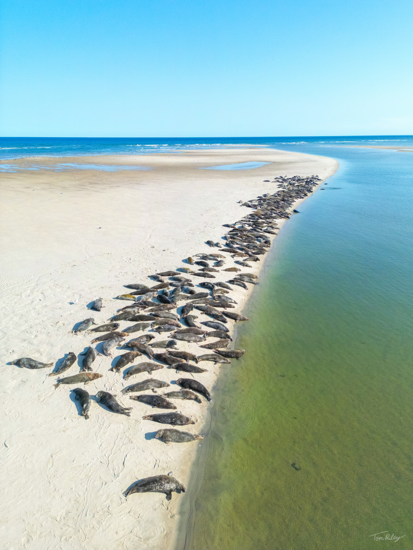 Sandbar Seals in Chatham