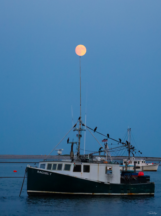 Full Harvest Moon Over Rachel T