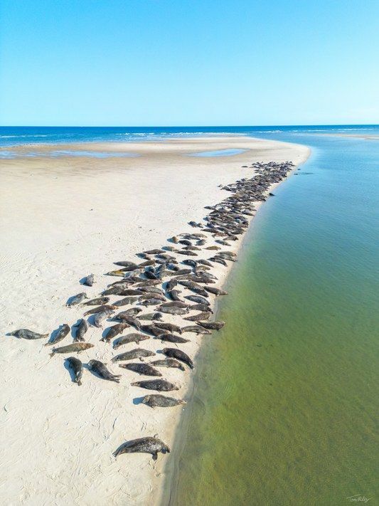Sandbar Seals