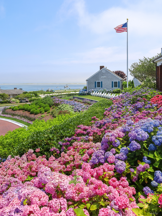 CBI Hydrangeas