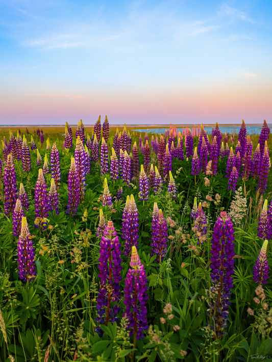 Fort Hill Lupines