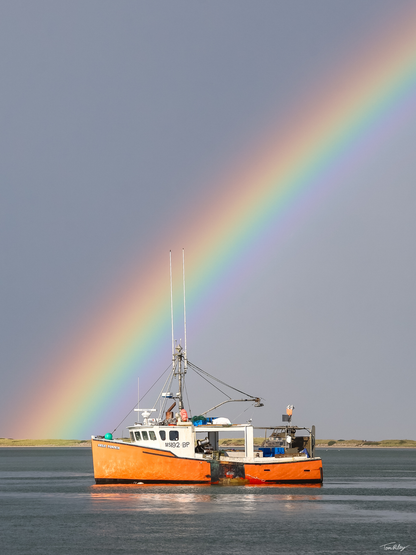 Pumpkin Rainbow II