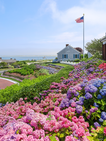 CBI Hydrangeas