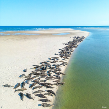 Sandbar Seals